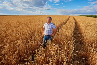 Tatmin olmuş olgun çiftçi hasat öncesi olgunlaşmış buğday tarlasına özenle dokunuyor. Kopya alanı.