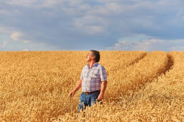 buğday alanında ayakta, kırpma seyir çiftçi