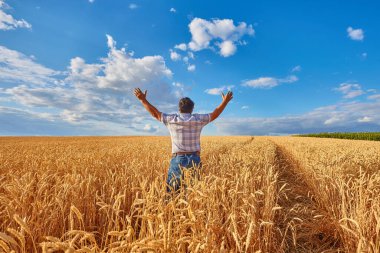 Bir tarlada olgun tahılların arasında yetişkin bir adam kollarını yana kaldırdı. Hasat, kırsal yaşam, özgürlük kavramı.
