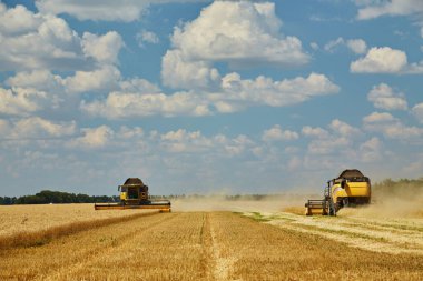 Combine harvester working on a wheat field. Seasonal harvesting the wheat. Agriculture.