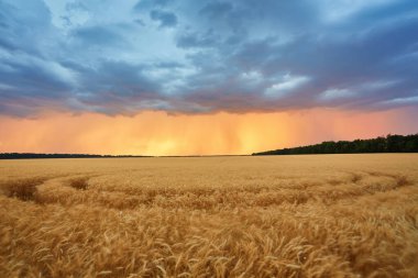 Gün batımında bir buğday tarlasının üzerinde kara bulutlar. Bir kasırganın başlangıcı