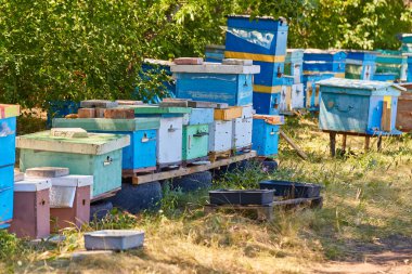 House Bee kanıtı güneşli bir günde ağaçların yeşilliğinde duruyor. Arılar için ipuçları ormanın ortasında bir çizgide.