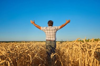 Mutlu çiftçi buğday tarlasında gururla duruyor. Agronomist şirket üniforması giyiyor, çiftlik arazisindeki kameralara bakıyor. Zengin ekili tahıl hasadı.