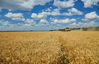Buğday hasadını birleştirerek olgunlaşmış buğday toplar. Ziraat. Hasat, kırsal yaşam, özgürlük kavramı.