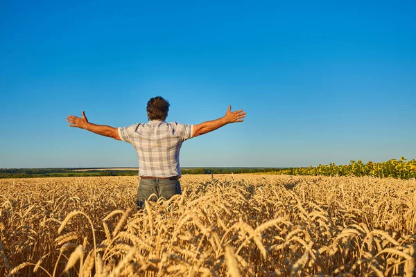 Ein Erwachsener Mann Auf Einem Feld Zwischen Reifem Getreide Und — Stockfoto