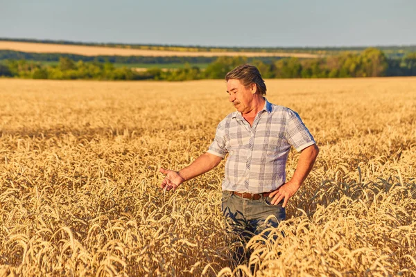 Bauer Steht Auf Einem Weizenfeld Und Betrachtet Die Ernte — Stockfoto