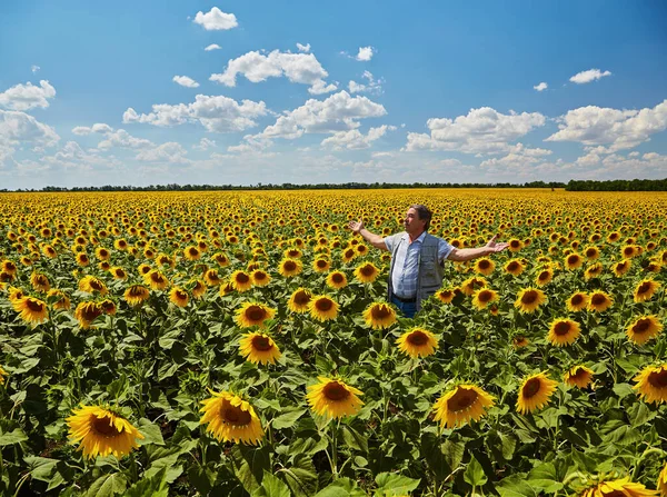 Succesvolle Oekraïense Boer Een Zonnebloemenveld Senior Boer Man Staat Lacht — Stockfoto