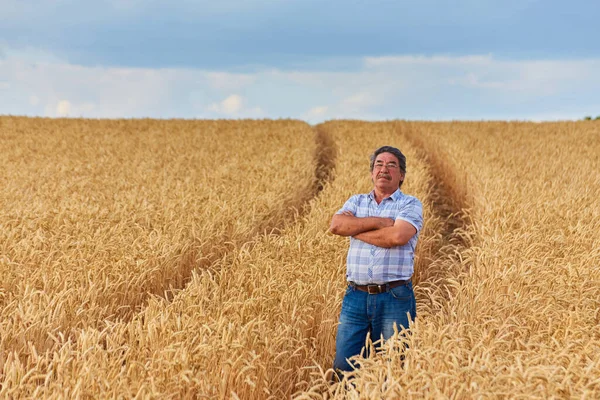 Agricultor Campo Trigo Olhando Para Cultura — Fotografia de Stock