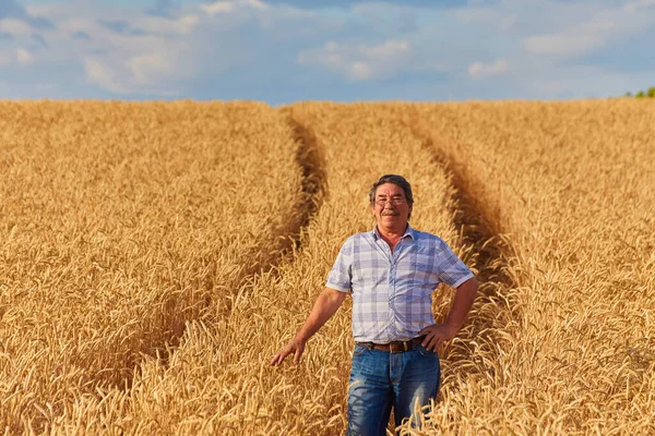 Boer Permanent Een Tarweveld Kijken Naar Het Gewas — Stockfoto