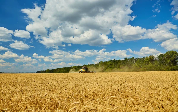 Combine Harvester Harvests Ripe Wheat Agriculture Harvesting Rural Life Freedom — Stock Photo, Image