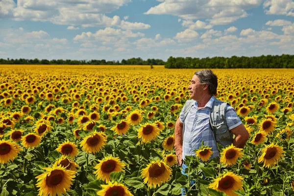 Framgångsrik Ukrainsk Bonde Ett Solrosfält Senior Bonde Mannen Står Och — Stockfoto