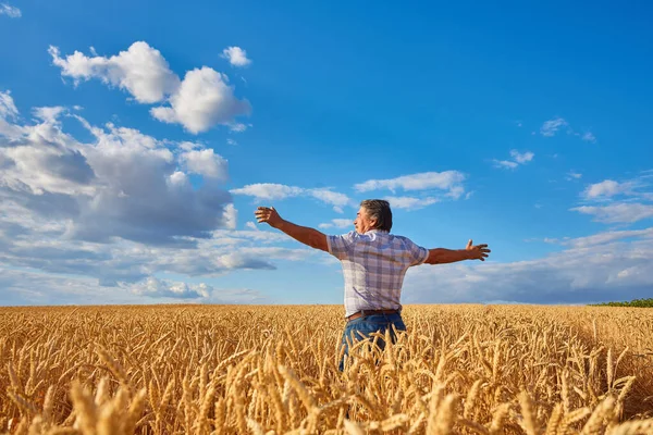 Farmer Standing Wheat Field Looking Crop — Stock Photo, Image