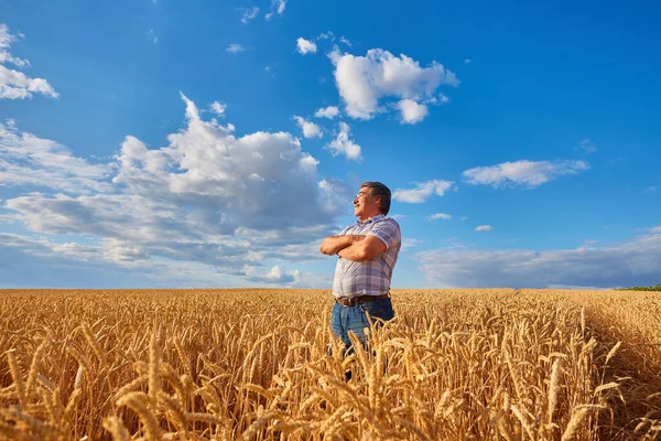 Boer Permanent Een Tarweveld Kijken Naar Het Gewas — Stockfoto