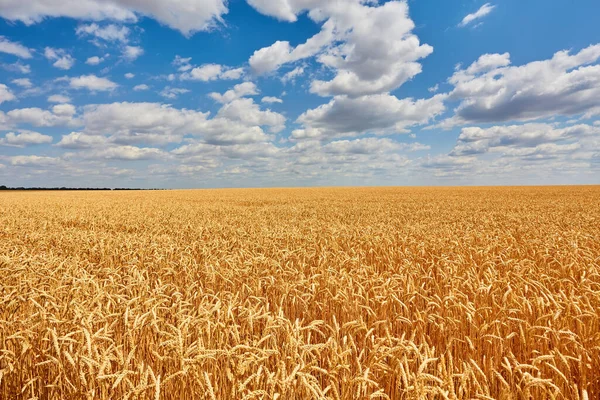 Champ Blé Doré Avec Ciel Bleu Arrière Plan — Photo