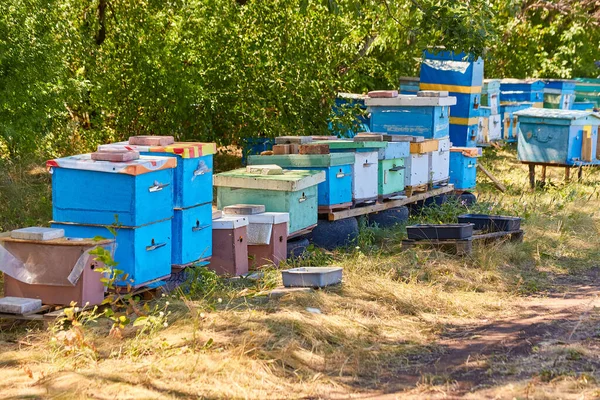 Докази Бджіл Стоять Ряду Зелені Дерев Сонячний День Підказки Бджіл — стокове фото