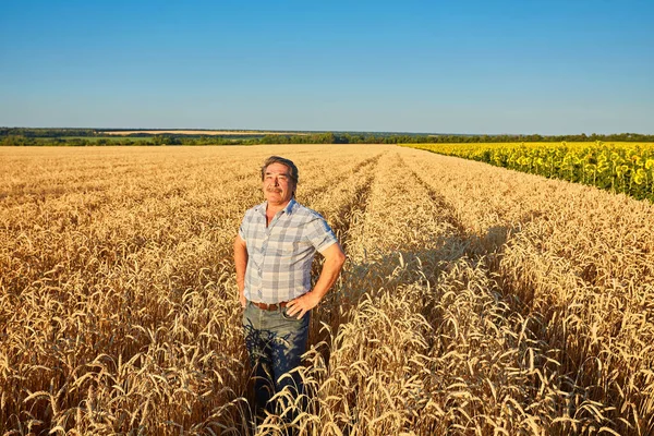 Tevreden Volwassen Boer Raakt Met Zorg Zijn Rijpe Tarweveld Voor — Stockfoto