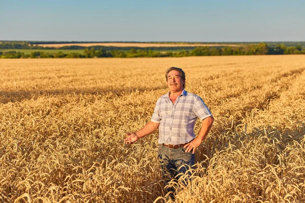 Szczęśliwy Rolnik Dumą Stojący Polu Pszenicy Agronomista Korporacyjnym Mundurze Patrzący — Zdjęcie stockowe