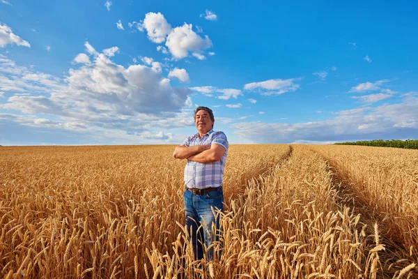 Spokojenej Zralej Farmář Pečlivě Dotýká Zralýho Pšeničnýho Pole Před Sklizní — Stock fotografie