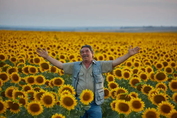 Succesvolle Oekraïense Boer Een Zonnebloemenveld Senior Boer Man Staat Lacht — Stockfoto