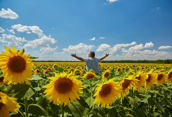 Framgångsrik Ukrainsk Bonde Ett Solrosfält Senior Bonde Mannen Står Och — Stockfoto