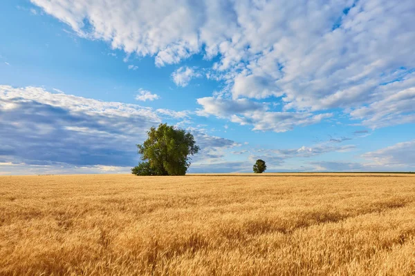 Золота Пшениця Відкрила Панораму Деревом Сільською Місцевістю — стокове фото