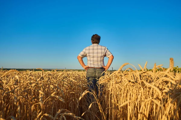 Spokojenej Zralej Farmář Pečlivě Dotýká Zralýho Pšeničnýho Pole Před Sklizní — Stock fotografie