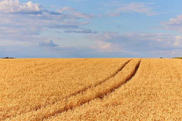 Золотое Пшеничное Поле Фоне Голубого Неба — стоковое фото