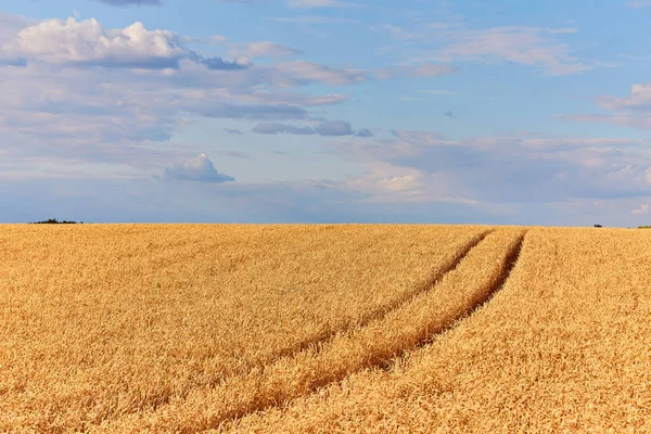 Geel Graan Dat Klaar Oogsten Een Akkerland — Stockfoto