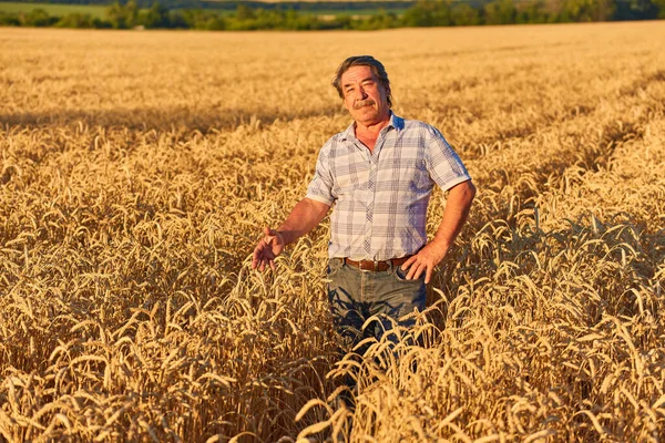 Farmer Standing Wheat Field Looking Crop — Stock Photo, Image