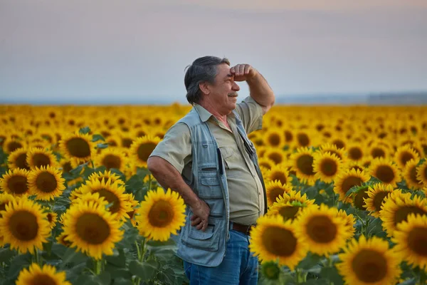Succesvolle Oekraïense Boer Een Zonnebloemenveld Senior Boer Man Staat Lacht — Stockfoto