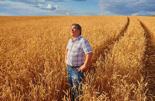 Satisfeito Agricultor Maduro Tocando Com Cuidado Seu Campo Trigo Maduro — Fotografia de Stock