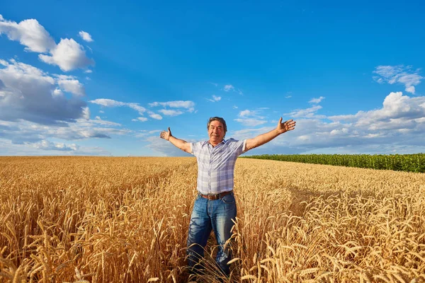 Een Volwassen Man Een Landbouwveld Tussen Rijpe Granen Hief Zijn — Stockfoto