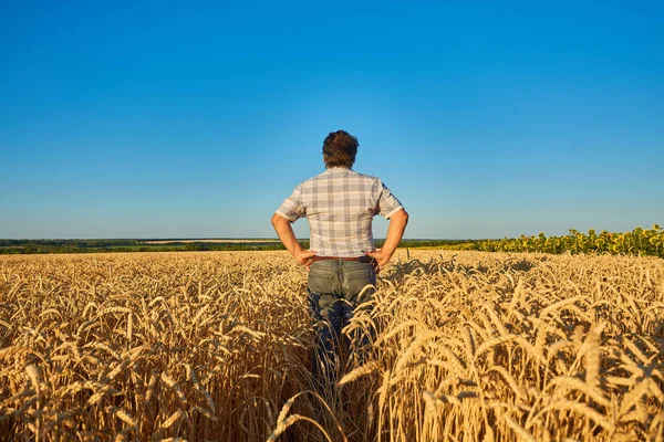 Farmer Standing Wheat Field Looking Crop — Stock Photo, Image