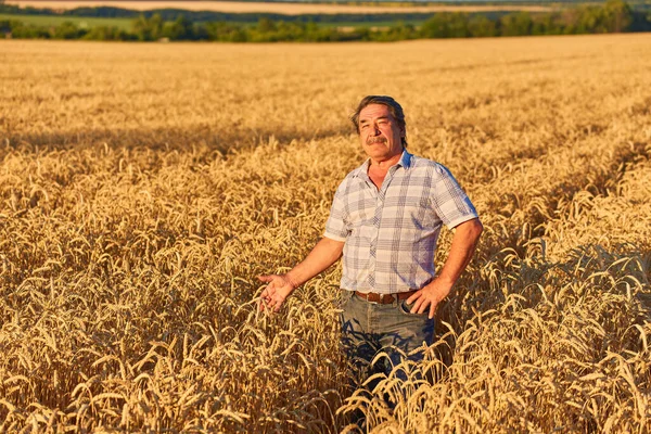 Satisfied Mature Farmer Touching Care His Ripe Wheat Field Harvest — Stock Photo, Image