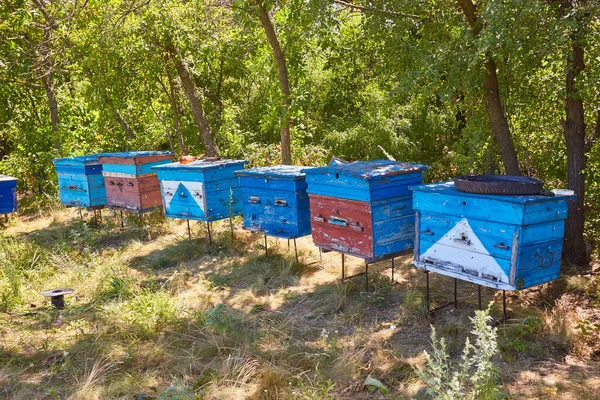 Casa Evidencia Abejas Encuentra Una Fila Vegetación Árboles Día Soleado —  Fotos de Stock