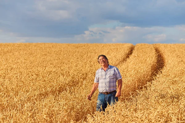 Spokojenej Zralej Farmář Pečlivě Dotýká Zralýho Pšeničnýho Pole Před Sklizní — Stock fotografie