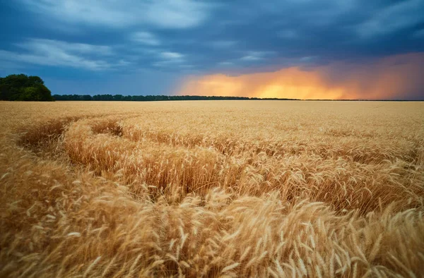 Natural Beautiful Landscape Field Golden Ripe Wheat Ears Blue Background — Stock Photo, Image