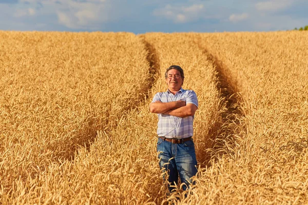 Tevreden Volwassen Boer Raakt Met Zorg Zijn Rijpe Tarweveld Voor — Stockfoto