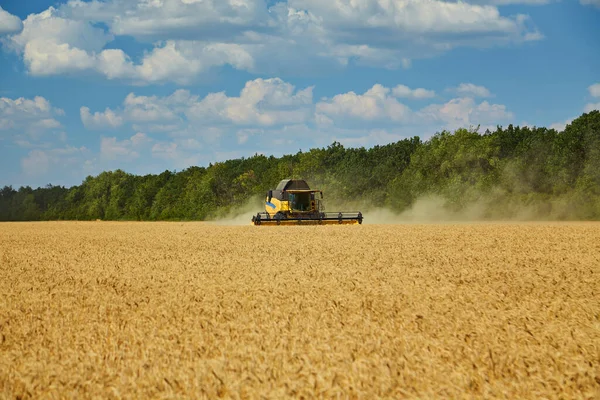 Mähdrescher Arbeitet Auf Einem Weizenfeld Saisonale Ernte Des Weizens Landwirtschaft — Stockfoto