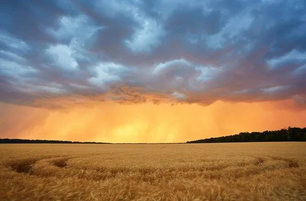Dark Thunderclouds Wheat Field Sunset Beginning Hurricane — Stock Photo, Image