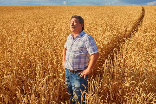Boldog Gazda Büszkén Áll Búzamezőn Mezőgazdasági Szakember Aki Vállalati Egyenruhát — Stock Fotó