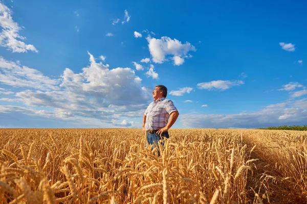 Satisfied Mature Farmer Touching Care His Ripe Wheat Field Harvest — Stock Photo, Image