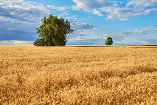 Gold Tarwe Gevlogen Panorama Met Boom Landelijk Landschap — Stockfoto