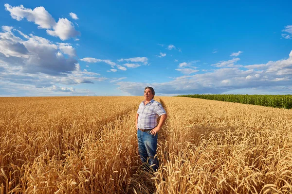 Tevreden Volwassen Boer Raakt Met Zorg Zijn Rijpe Tarweveld Voor — Stockfoto