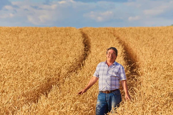 Contadino Felice Con Orgoglio Piedi Nel Campo Grano Agronomo Indossa — Foto Stock