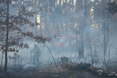 İtfaiyeciler yangına su sıkarlar. İtfaiyeci çalı yangınlarını söndürmek için çok çalışıyor.
