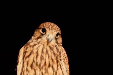 Close up view of a Cooper's hawk, Accipiter cooperii, on a black background.