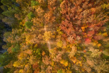 Sonbahar ormanı üzerindeki hava aracı görüntüsü. Ormanda renkli ağaçlar. Sonbahar ormanı insansız hava aracı görüntüsü. Sonbahar arka planı, yukarıdan sonbahar ağaçlarıyla güzel orman manzarasının hava aracı görüntüsü..