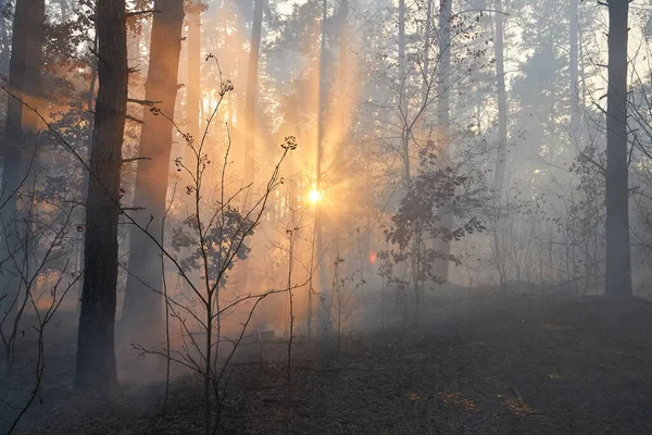 Огонь Лесной Пожар Закате Горящий Сосновый Лес Дыму Пламени — стоковое фото