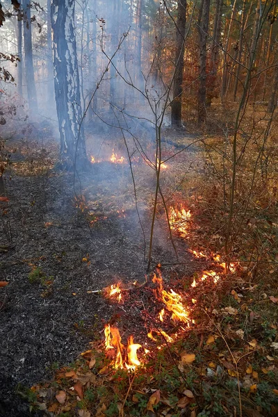 森林大火熊熊燃烧 野火在白天接近 — 图库照片